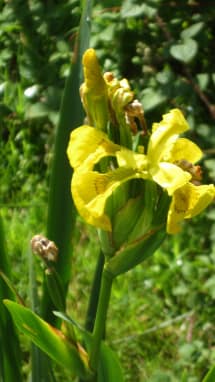 Iris Iris
